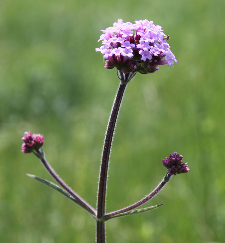 Verbena bonariensis / Verbena del Brasile